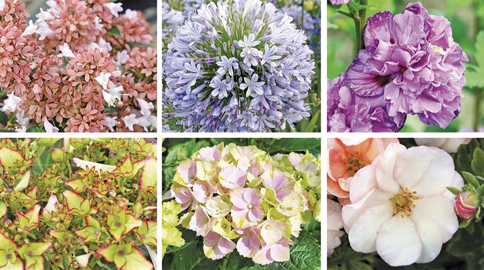 Hot new shrubs for home gardeners - credit: Sapho/Hortival Diffusion